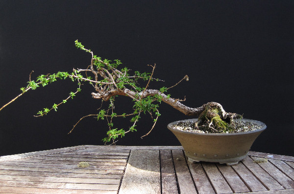 fuchsia bonsai